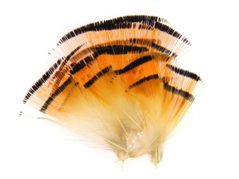 Golden Pheasant Veniard Tippet Feathers