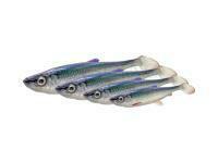 Savage Gear 3D Herring Shad V2