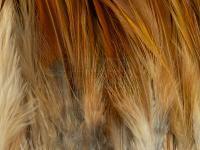 Rooster Saddle Feather - Ginger