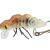 Microbait Hard lures Hornet